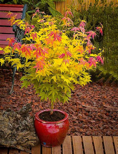 Orange Dream Japanese Maple Trees For Sale | The Tree Center™