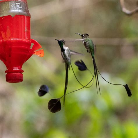 Marvelous Spatuletail | Hummingbird Facts Information | Hummingbird Feeder | Bird Photography