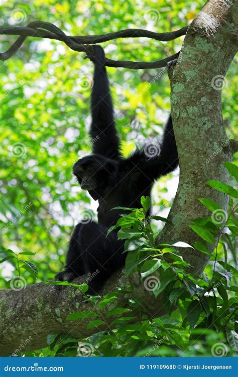 Wild Siamang Gibbon stock photo. Image of wild, fauna - 119109680