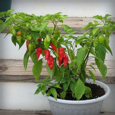 Ghost Pepper (Bhut Jolokia) | Cayenne Diane