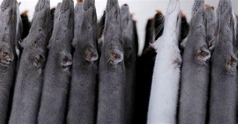 Denmark to allow mink breeding again from 2023 | Reuters