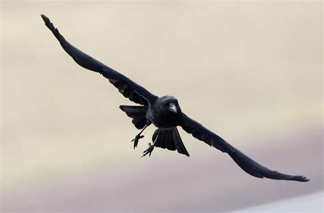 These Crows Are Trained to Pick Up Theme Park Trash - Newsweek