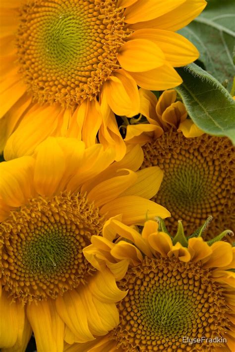 "Summer Sunflowers" by ElyseFradkin | Redbubble