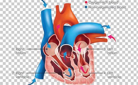 Inferior Vena Cava Superior Vena Cava Venae Cavae Vein Heart PNG, Clipart, Anatomy, Aorta ...