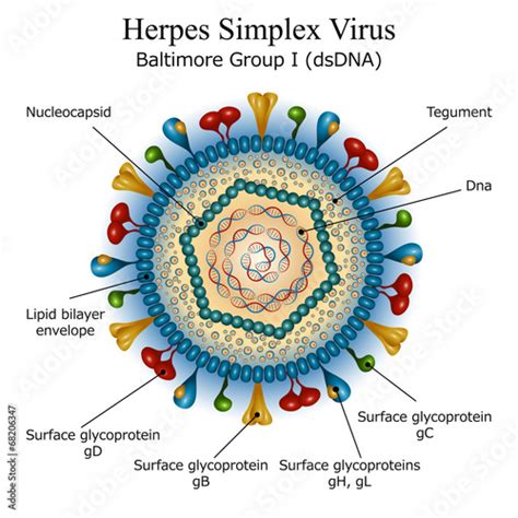 "Diagram of Herpes simplex virus particle structure" Stockfotos und lizenzfreie Vektoren auf ...