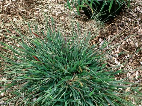 How to Identify Common Lawn Weeds | how-tos | DIY