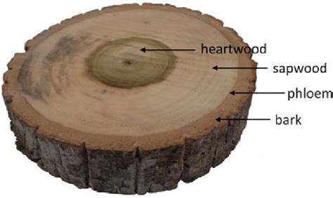 2 Cross section of a woody stem (Liriodendron tulipifera L.) | Download ...