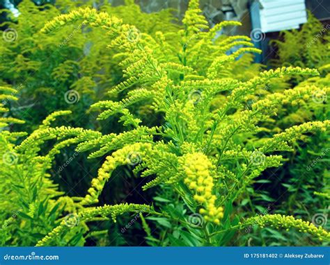 Ambrosia Bush in Bloom. Ragweed Plant in Nature, Allergy Season Stock Photo - Image of green ...