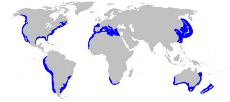 Map of The Habitats of Great White Sharks | Grönlandhai, Grönland, Hai