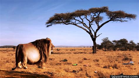 High Resolution African Savanna Wallpaper - Pets Lovers