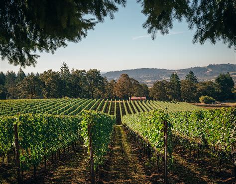 Adelsheim Vineyard - Oregon Wine Board