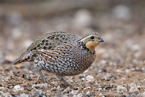 Northern bobwhite female (Colinus virginianus) | Quail, Pet birds, Bird ...