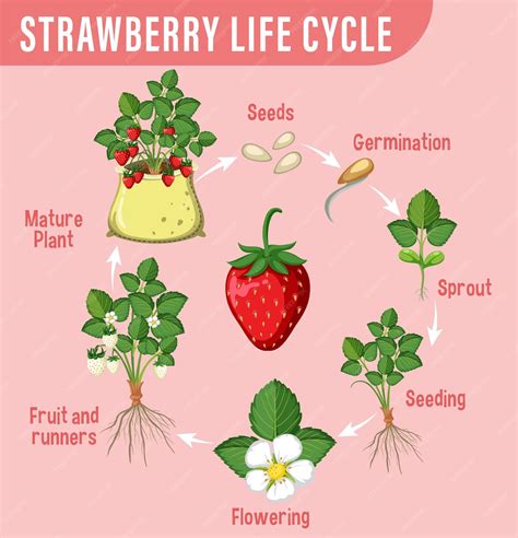 Premium Vector | Life cycle of strawberry diagram