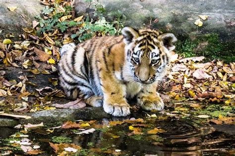 10 Interesting Facts About Baby Tigers - Wildlife Informer