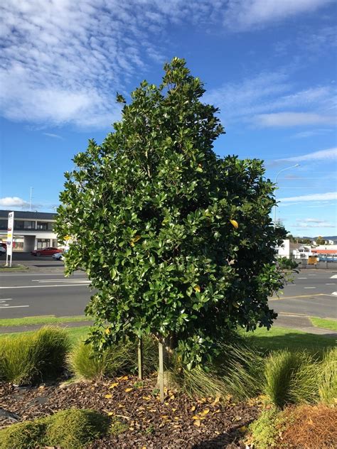 Corynocarpus Laevigatus - Karaka - Black Bridge Nurseries