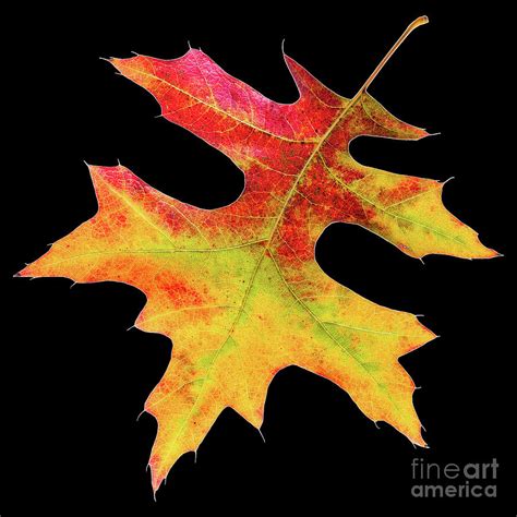 Leaf of a Pin Oak in full Fall colour. Photograph by Lionel Everett ...