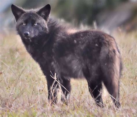 Black Coyote-2999B-PSPX7-34 X 40BR | Black coyote, North american wildlife, Wild dogs