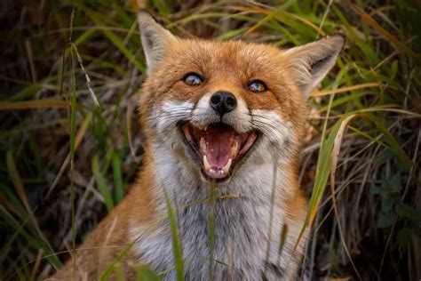 What Sounds Does a Fox Make? A Guide to Fox Vocalizations – Animals FYI