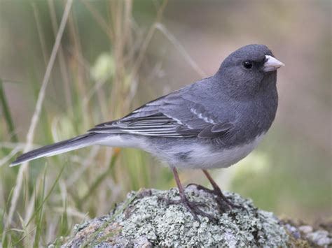 NestWatch | Dark-eyed Junco - NestWatch