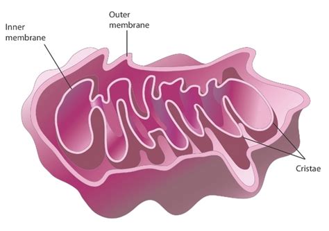 Mitochondria, Cell Energy, ATP Synthase | Learn Science at Scitable