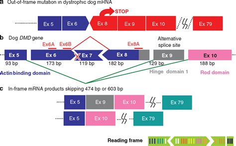 The Status of Exon Skipping as a Therapeutic Approach to Duchenne Muscular Dystrophy: Molecular ...