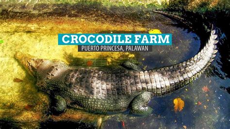 Crocodile Farm: Palawan Wildlife Rescue Center in Puerto Princesa ...