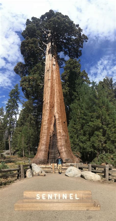 At about 2160 yo, this is the 13th tallest tree in Giant Forest in Sequoia National Park ...