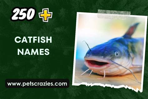 250+ Catfish Names (Creative Ideas for Aquatic Pets)