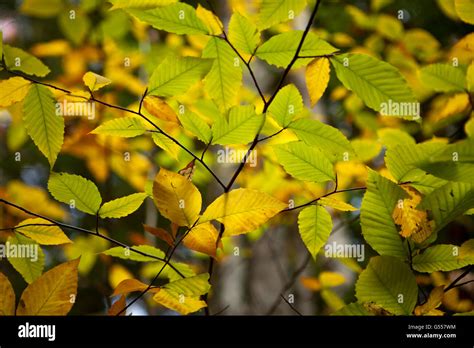 American Beech (Fagus grandifolia) leaves turning color in fall, Groton ...