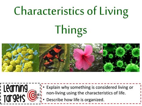 Identify The Characteristics Of Living Things