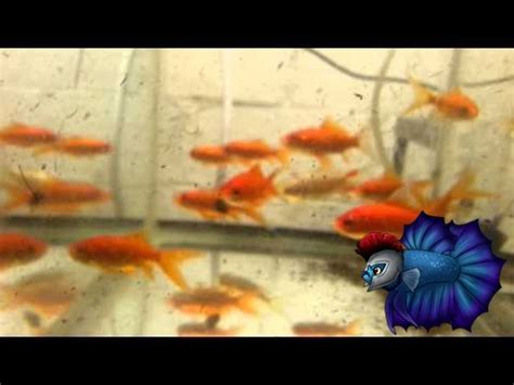 How To Breed Comet Goldfish, Sexing Goldfish, Goldfish Breeding - YouTube