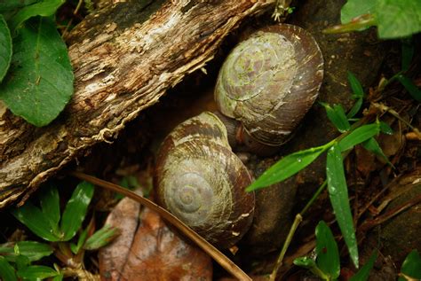 Mating snails - Pentax User Photo Gallery