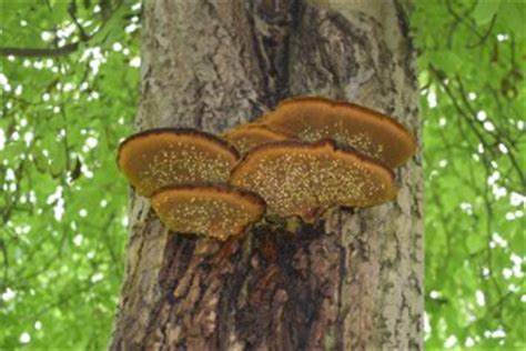 Common Types of Tree Fungus Affecting Ontario - P & A Urban Forestry Consulting Ltd.