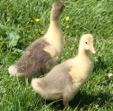 Pictures of Pilgrim and Normandy Geese - breed info on auto-sexing waterfowl