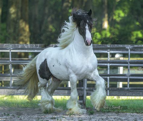 America’s First Gypsy Vanner Horses - Gypsy Gold Horse Farm