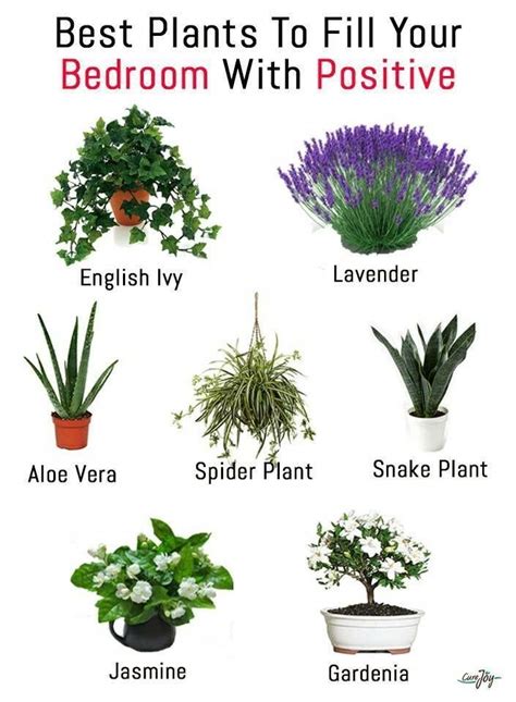 Best Bedroom Plants for Better Sleep | Plants, Best plants for bedroom ...