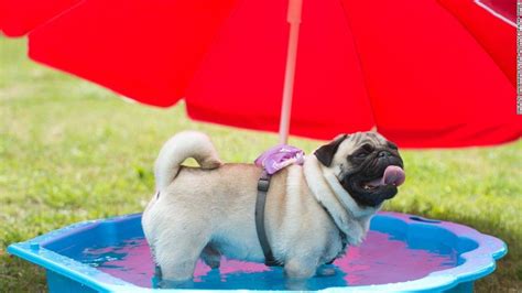 pug breathing problems | Summer dog, Dogs, Your dog