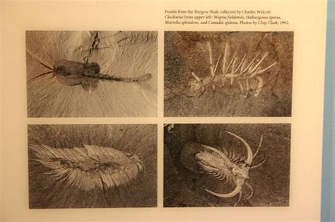 Burgess Shale Fossils | Taken at the Smithsonian Natural His… | Flickr