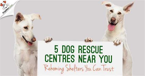 5 Dog Rescue Centres Near You | Rehoming Shelters By UK Cities