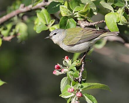 Tennessee warbler - Wikipedia