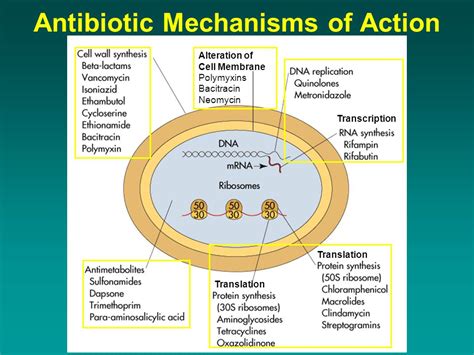 4 quinolones antibiotics