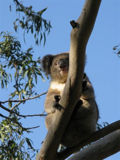 Camping with Koalas at Cape Otway - The Professional Hobo