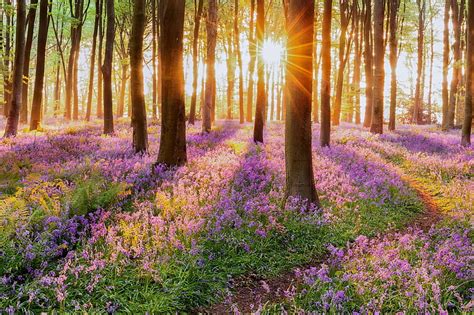 Woodland bluebell forest in spring, bluebells, forest, dawn, glow, sunlight, HD wallpaper | Peakpx