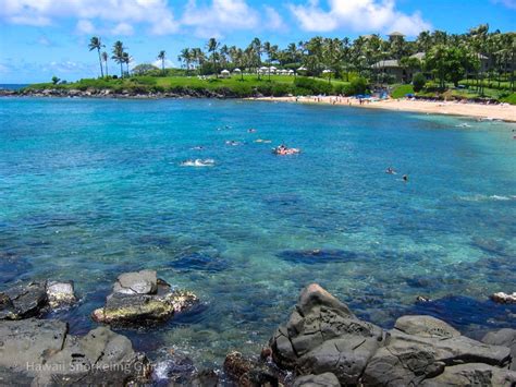 Kapalua Bay Snorkeling Secrets! The Complete Guide to Maui Snorkeling!