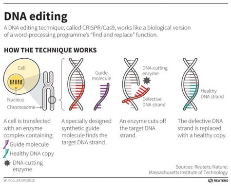 Genetic modification of human embryos successfully performed for the first time