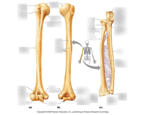 Upper Limb Bones Quiz