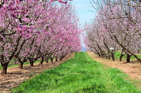 Jaemor Farms Peach Orchard in Alto, GA | Places to visit, Bridal ...