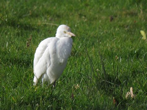 Birds Gallery - Sandwich Bay Bird Observatory Trust