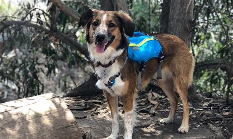 Hiking - English Shepherd Club