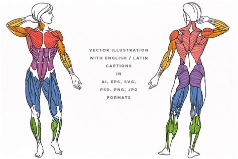 Arm Muscles Names - bodyman musle antomy arm radius ulnar humerus with ...